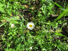Mauranthemum paludosum, photograph author not stated, no rights reserved