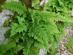 Cystopteris bulbifera