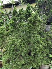 Juniperus chinensis