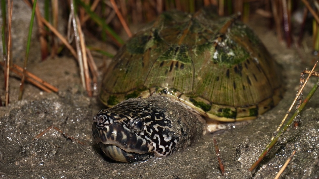 Mexican Giant Musk Turtle