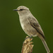 Pale Flycatcher - Photo (c) Francesco Veronesi, some rights reserved (CC BY-SA)