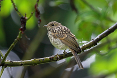 Pale Flycatcher photo 3