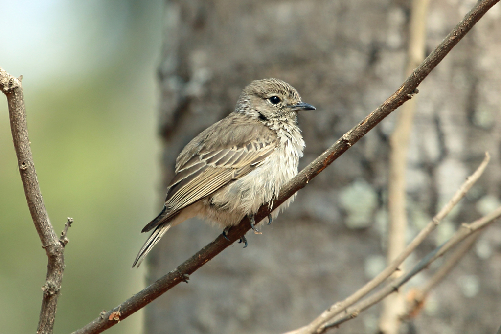 Böhm's Flycatcher (Myopornis boehmi) photo