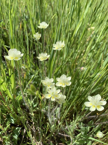 iNaturalist observation photo of creamcups