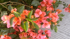 Bougainvillea