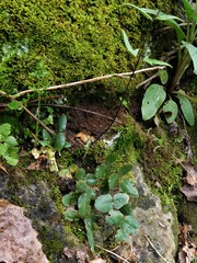 Pellaea atropurpurea
