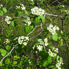 Crataegus coccinea