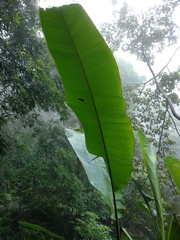 Musa acuminata