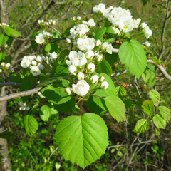 Crataegus coccinea