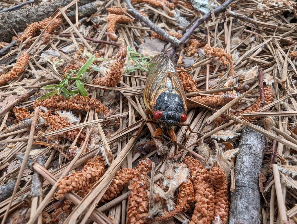 Riley's 13Year Cicada from Augusta, GA 30907, USA on April 9, 2024 at