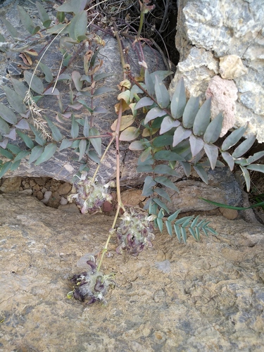 Astragalus macrocephalus