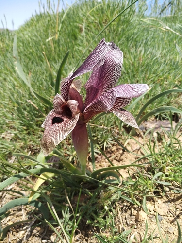 Iris acutiloba