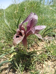 Iris acutiloba
