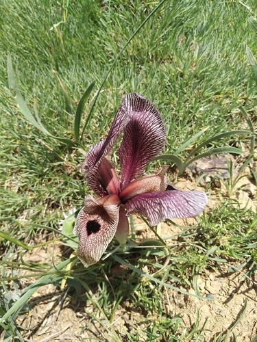 Iris acutiloba, photograph 2
