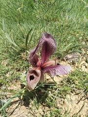 Iris acutiloba, photograph author not stated, no rights reserved