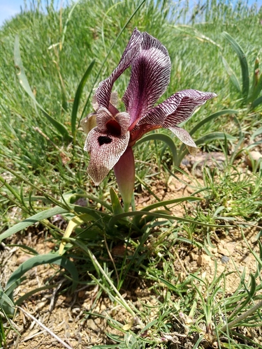 Iris acutiloba, photograph 3