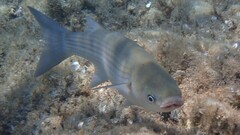Thick-Lipped Mullet photo 2