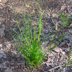 Poa alsodes