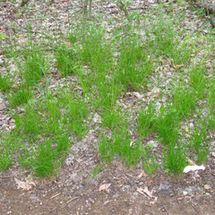 Poa alsodes