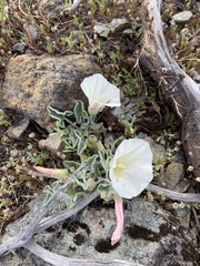 Calystegia collina oxyphylla