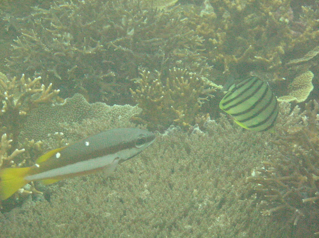 Eightband butterflyfish