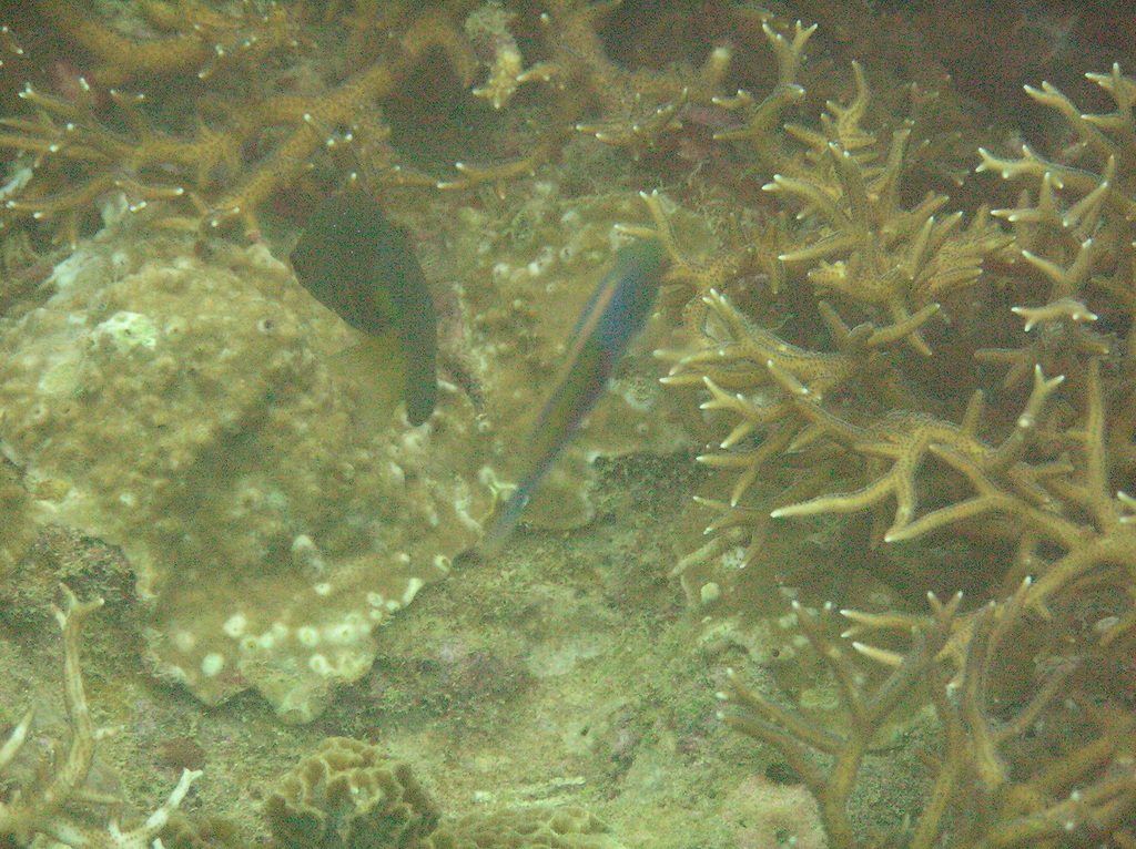 Blue-scaled Fairy Wrasse