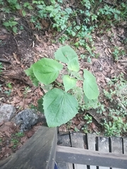 Peteravenia malvifolia