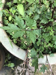 Artemisia lactiflora
