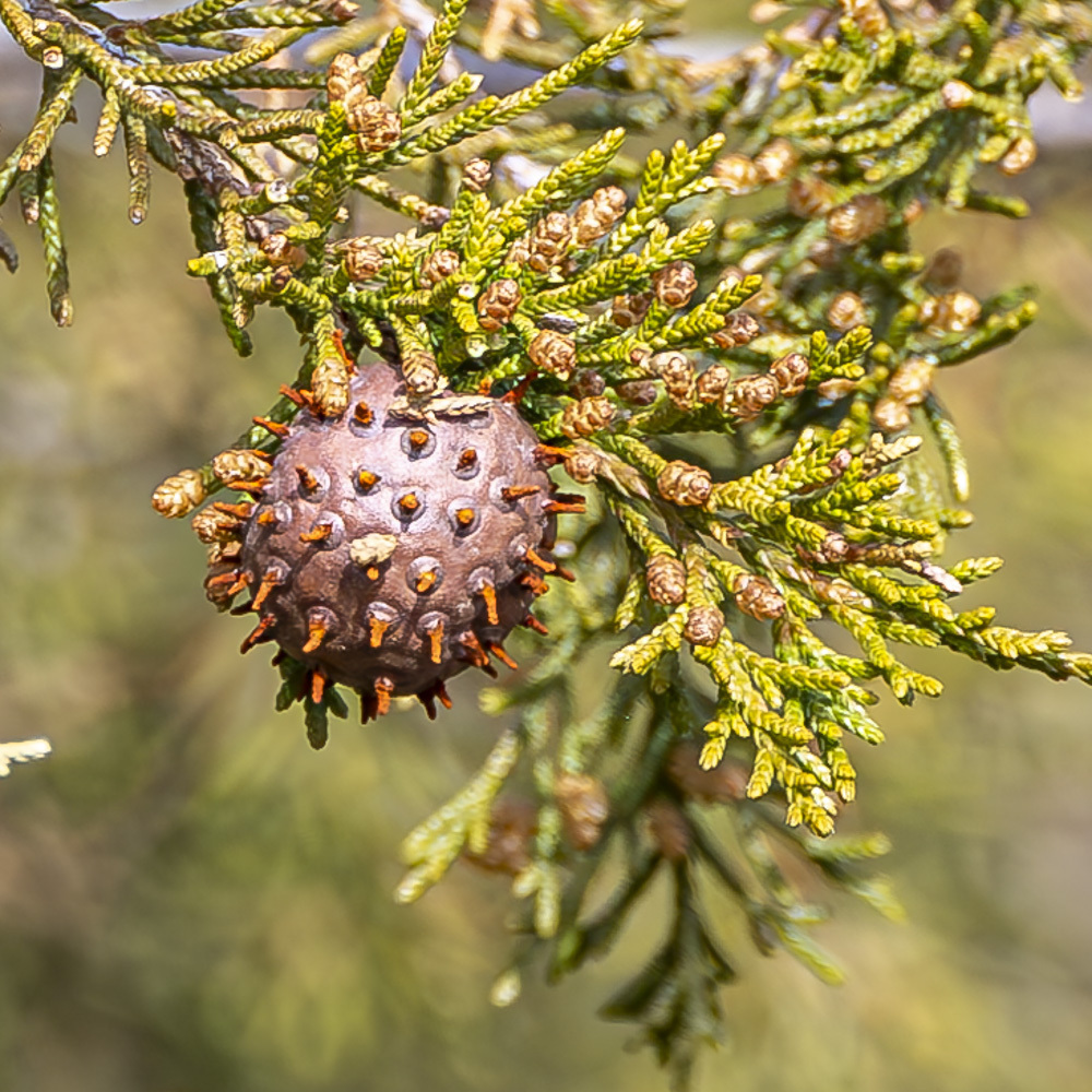 juniper-apple rust from Rockland County, NY, USA on April 9, 2024 at 10 ...