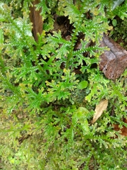 Selaginella uncinata