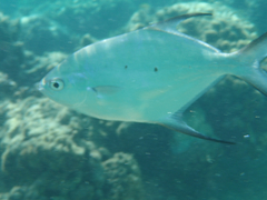 Trachinotus baillonii