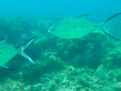 Trachinotus baillonii