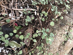 Fuchsia procumbens