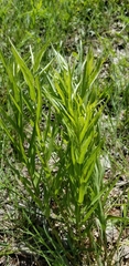 Amsonia ciliata