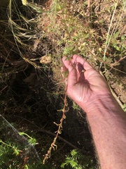 Camissoniopsis intermedia