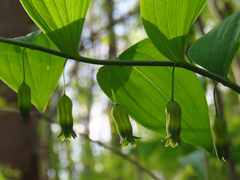 Polygonatum