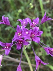 Allium peninsulare
