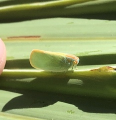 Ormenaria rufifascia