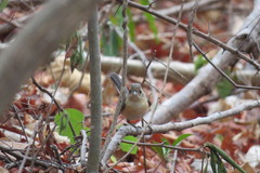 Granatellus venustus