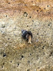 Muricoidea