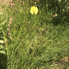 Crocanthemum scoparium