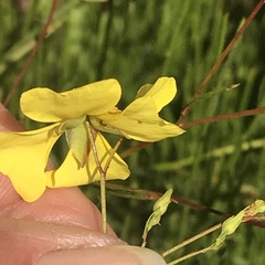 Crocanthemum scoparium