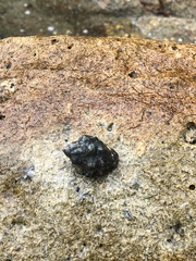 Muricoidea