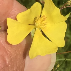Crocanthemum scoparium