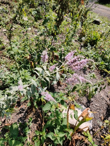 Mentha kopetdaghensis