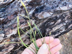 Hypodiscus willdenowia