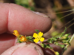 Camissoniopsis intermedia