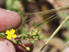 Camissoniopsis intermedia