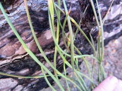 Hypodiscus willdenowia