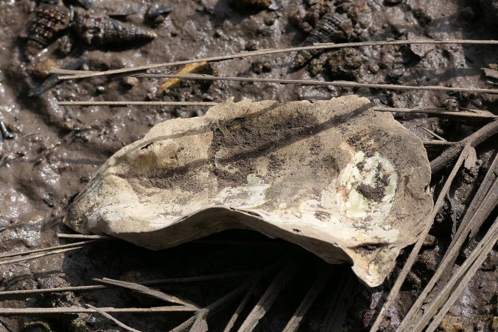 Gasar cupped oyster